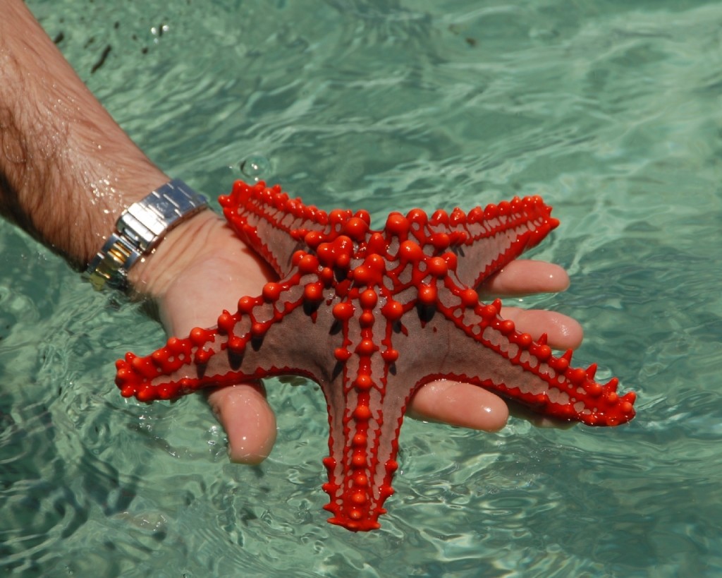 Touch a Starfish!